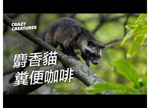 麝香貓糞便製成的美味咖啡 | 奇怪動物紀錄片