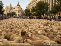 「2千綿羊上街」　馬德里交通一度癱瘓