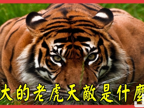 如此強大的森林之王老虎，天敵是什麼？