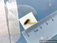 老農眼中飛進一粒稻穀　一月後長出1.8公分嫩芽