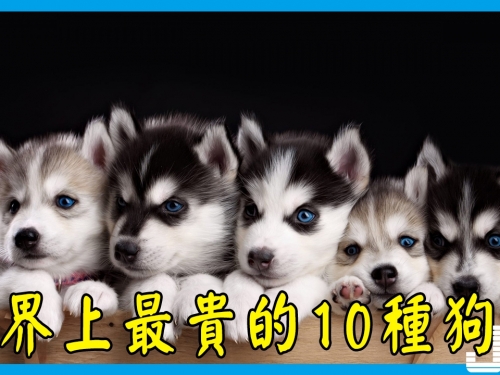 世界上最貴的10種狗，哈士奇，金毛，泰迪沒有上榜，第一名竟然是它！