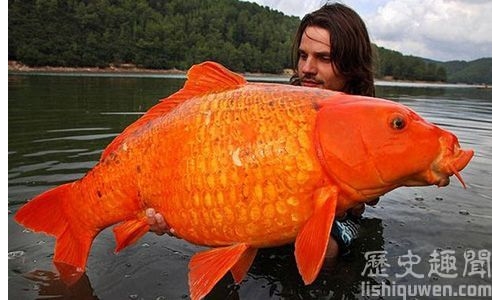 世界上最大的鯉魚:重達201斤