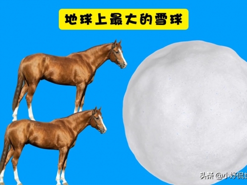世界最大鳥的臂展有普通汽車那麼長！那麼世界上其它最大事物呢？