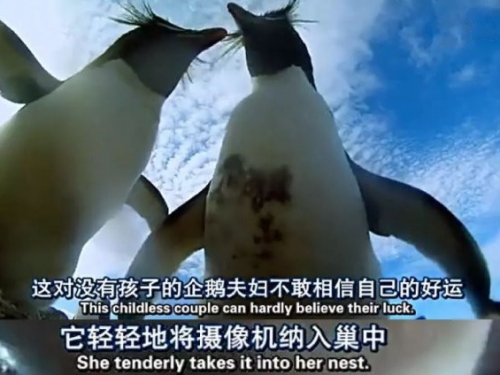 科學家在企鵝群打入“攝像機間諜”，一隻混成老大，一隻卻成小三