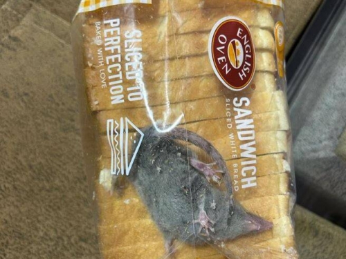 嚇「鼠」人！外送平台訂吐司 驚見「活老鼠」袋中蠕動