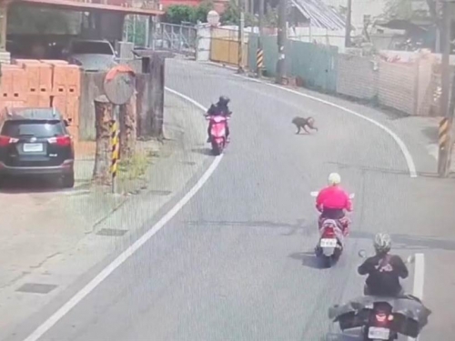 東非狒狒最新足跡曝光 猖狂過街5騎士看傻