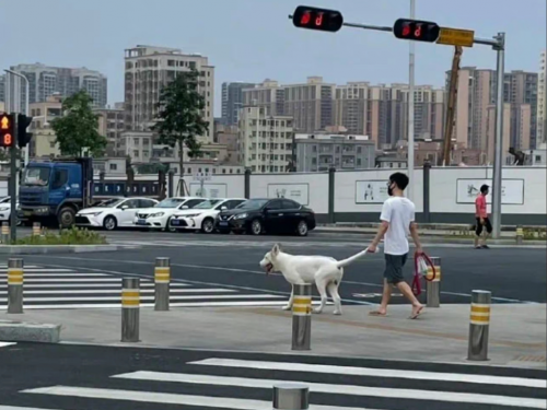主人遛狗牽繩超粗 網拉近畫面傻眼：牠脾氣太好