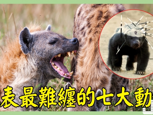 地表最難纏的7大動物，最後一個獅子也害怕！