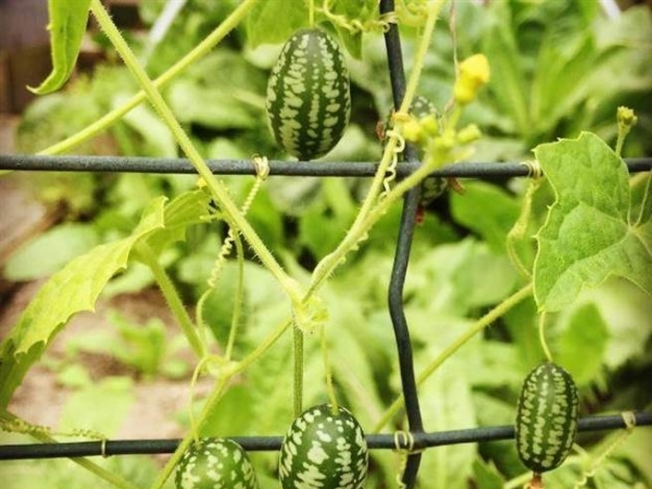 世界最迷你西瓜！大小如葡萄 切開後有驚喜