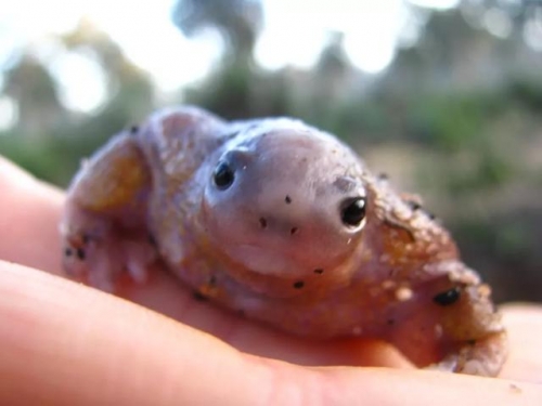 這不是什麼外星生物，它的名字叫做龜蟾