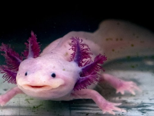 科學家發現影響蠑螈組織再生的兩個關鍵基因