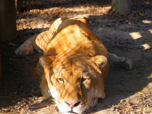 大貓「阿彪」非獅非虎 差點成為體型最巨貓科動物