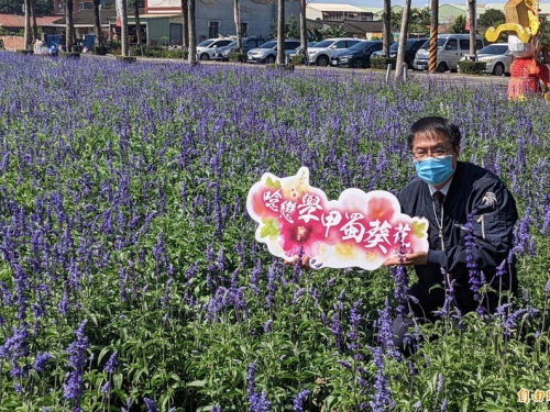 台南學甲蜀葵花節延至19日登場 目前花開僅2成