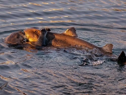 海獺環抱惡鯊激戰 交纏畫面科學家驚呼首見