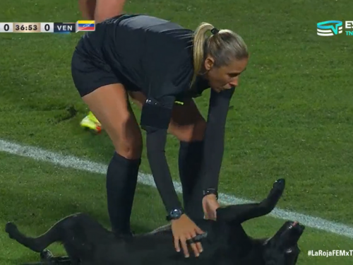 比賽亂入！ 黑狗闖進足球賽場 到處賣萌討摸摸