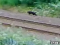 農場動物遭不明生物殺害　英國「博德明野獸」真相曝光