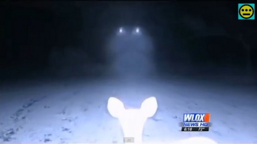 紅外線攝影機拍野鹿　驚現UFO也在拍