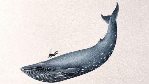 鯨魚不是魚，那全球最大的魚是哪一種？這種溫順的鯊魚比大象更大