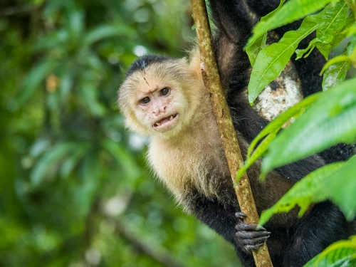 猛猴徒手打爆蜂巢 暴風式狂嗑蛋白餐 1原因不怕螫