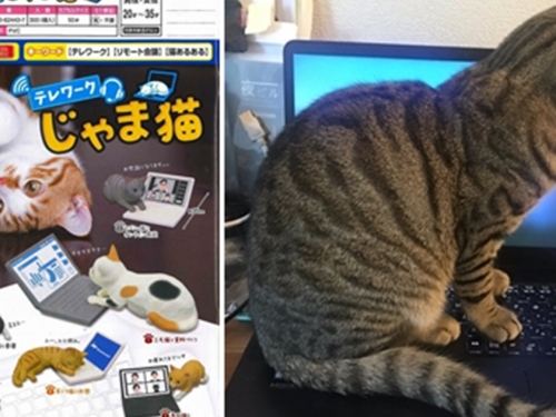 貓奴才懂的痛！　日本扭蛋商Epoch推出「在家上班搗亂貓」扭蛋系列！