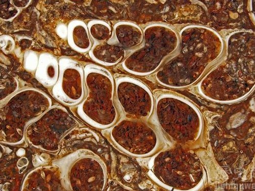科學家發現了一個儲存1700萬年的精子