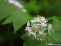 這種花被雨淋之後就會變透明