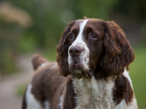 找毒品外也可以找病毒，英國科學家計劃訓練狗偵測新型冠狀病毒氣味