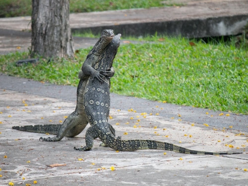 2巨蜥擋馬路中央深情擁抱 放閃真相曝光網幻滅