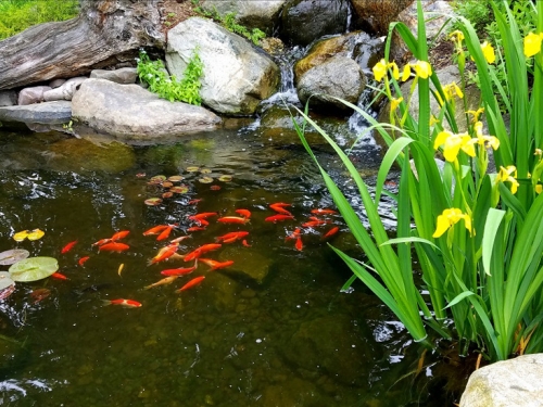 養106條錦鯉5夜全死光 爺爺架攝影機抓「超毛真凶」