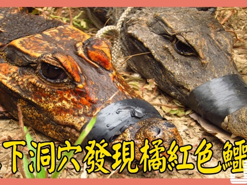 神秘橘紅色鱷魚被發現，生活在地下，正在演化為新物種