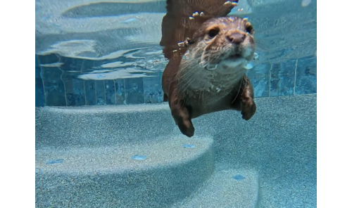 美國第一隻「搜救水獺」 潛水找到25年前謀殺案凶器