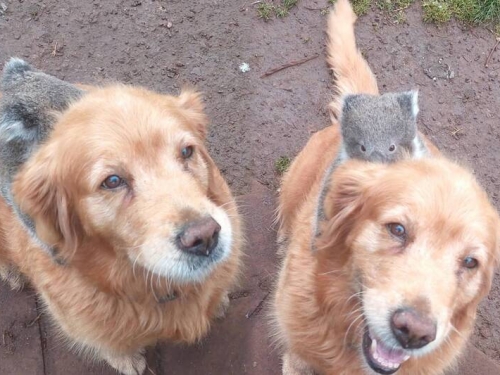 無尾熊寶寶摔下樹！「阿金」溫柔背起 可愛畫面萌翻網友