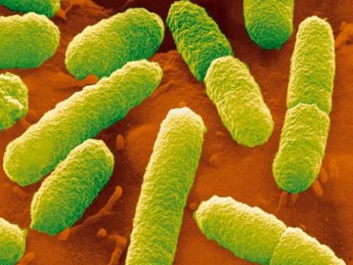 德國科學家在實驗室製造出能自我複製的體外生物系統