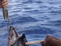 澳洲釣魚好手釣起一條“獨角”吞拿魚