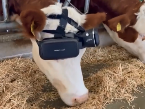 乳牛也玩「虛擬實境」？牛奶增產神器 竟是VR眼鏡
