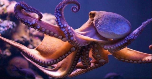 海洋裡最聰明的軟體動物，它有兩套記憶系統！眼睛和人類很像！