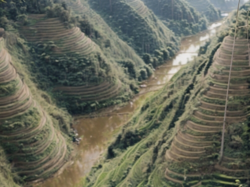 Rice terraces