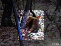 美國現「狗頭人身」怪物　但似乎對人類無害？