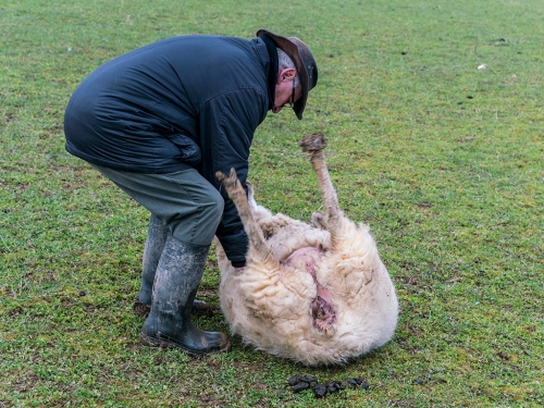 不是在賣萌！職人揭綿羊身體奧秘 四腳朝天躺久會死