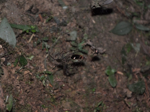 蜘蛛巧用螢火蟲光芒成「活招牌」吸引獵物