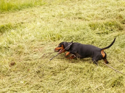 澳洲離島消失529天…走失臘腸犬奇蹟獲救！慈善機構：牠的情況非常好