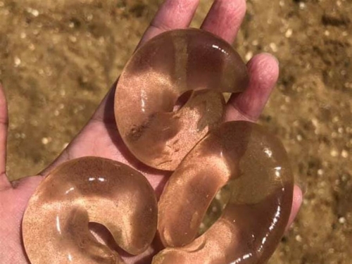 海邊發現「透明果凍條生物」 答案眾人驚呼