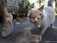 全球最長壽的雙臉貓　長命活到15歲