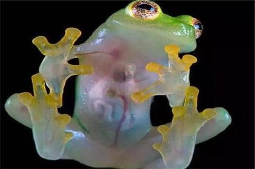 最沒有「隱私」的生物，一眼看到「內心」