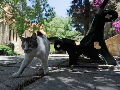 牛仔破褲連破洞都想訂製？藝術家突發奇想「跟貓咪借手」