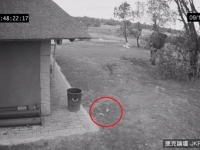 「垃圾都要撿起來！」　大象「鼻手並用」將地上清乾淨