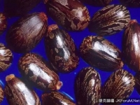 十三種很美卻致命的植物，相思豆上榜！