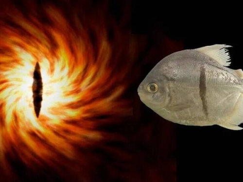 食人魚神祕近親 亞馬遜河驚現「魔戒魚」