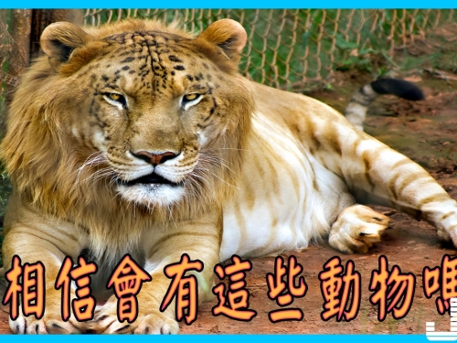 9種讓人難以相信卻又真實存在的動物