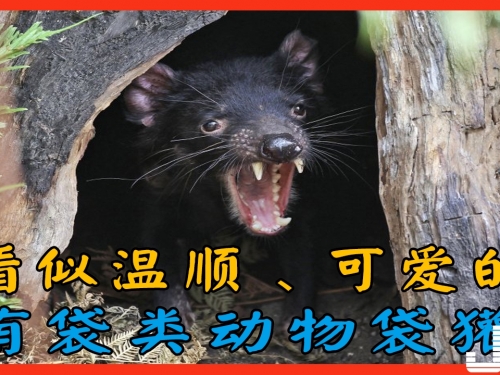 地球上最凶殘的動物，不是老虎不是獅子，看似溫柔可愛